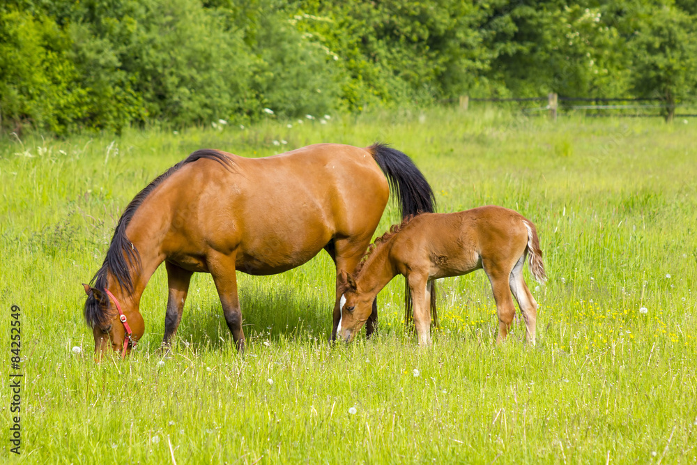 Mare and her foal on a summer pasture.