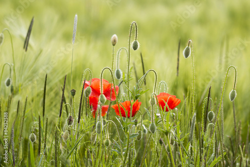 Fototapeta Naklejka Na Ścianę i Meble -  wild poppy flowers