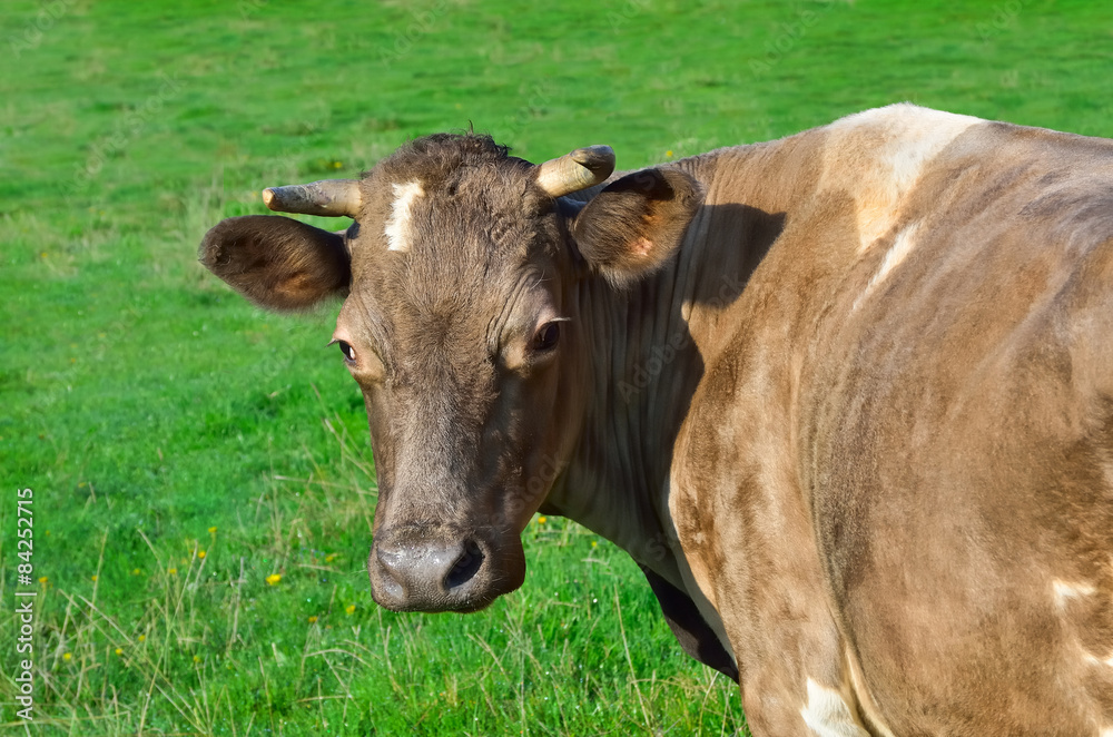 Grazing cattle in a pasture with a young green grass Grazing cattle in a pasture with a young green grass