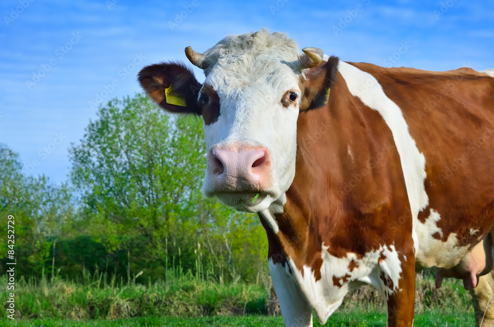 Grazing cattle in a pasture with a young green grass