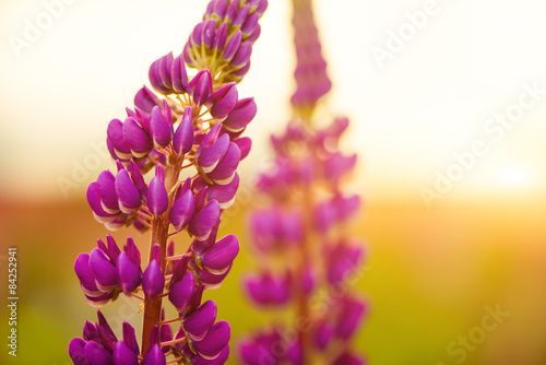 violet lupins flowers