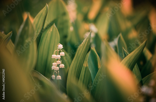Fototapeta Naklejka Na Ścianę i Meble -  lilies of the valley flowers 