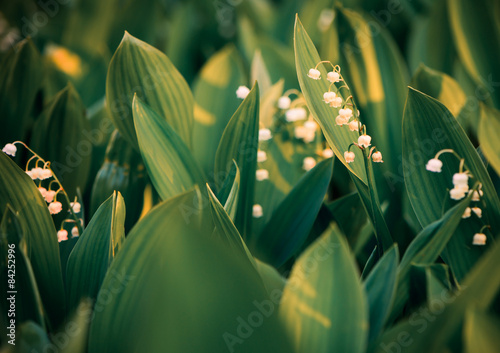 Fototapeta Naklejka Na Ścianę i Meble -  lilies of the valley flowers at garden sunset