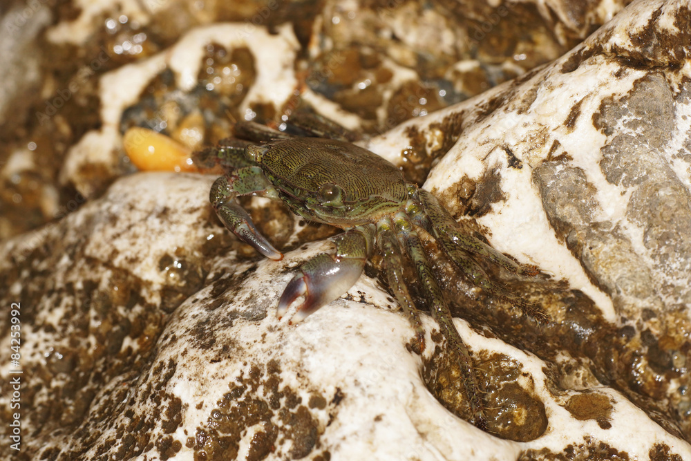 Marbled Rock Crab, Crab Marbled Rock Crab, Crab