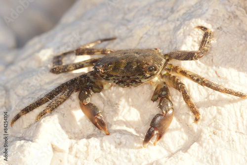 Marbled Rock Crab  Crab