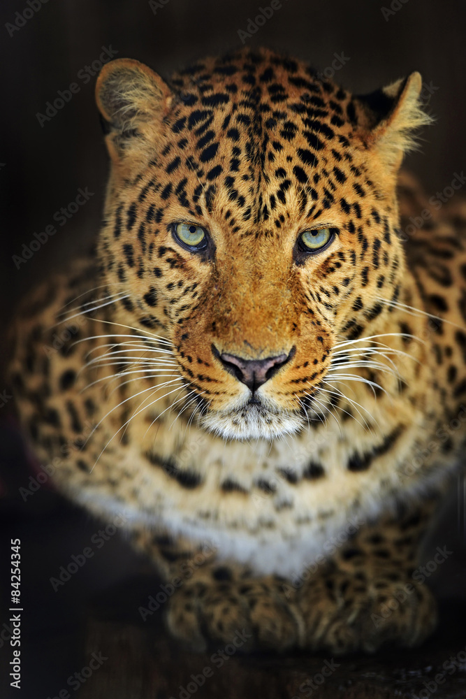 Fototapeta premium Leopard