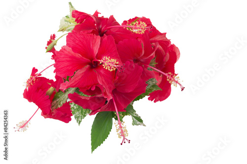 Red 'China Rose' flowers