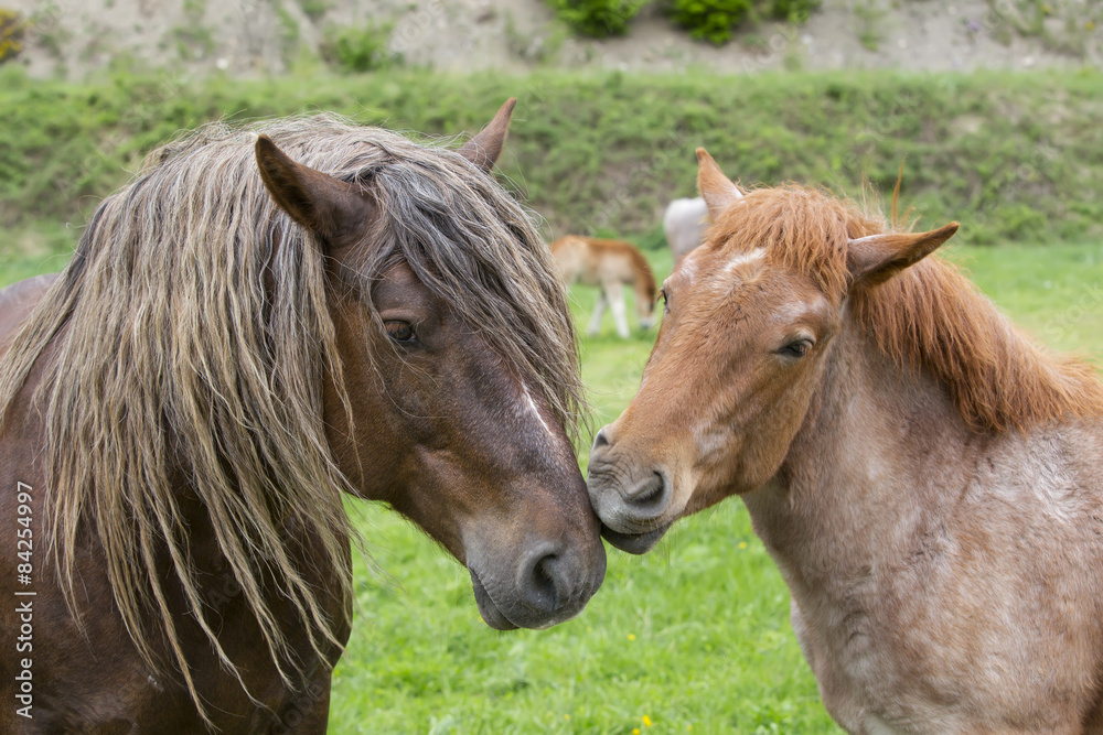 A pair of horses showing affection