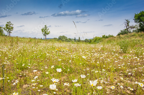Fototapeta Naklejka Na Ścianę i Meble -  Blumenwiese
