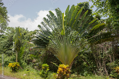 Baum der Reisenden, Ravenala madagascariensis photo