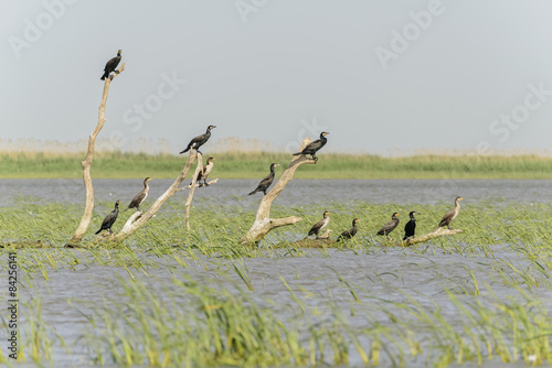 Kormorane (Phalacrocorax carbo) pausieren auf einem Baumstumpf im rumänischen Donaudelta