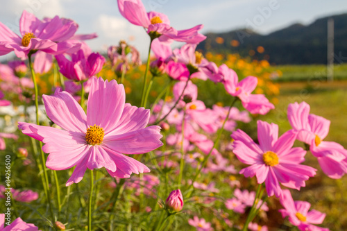  Pink cosmos flower in garden