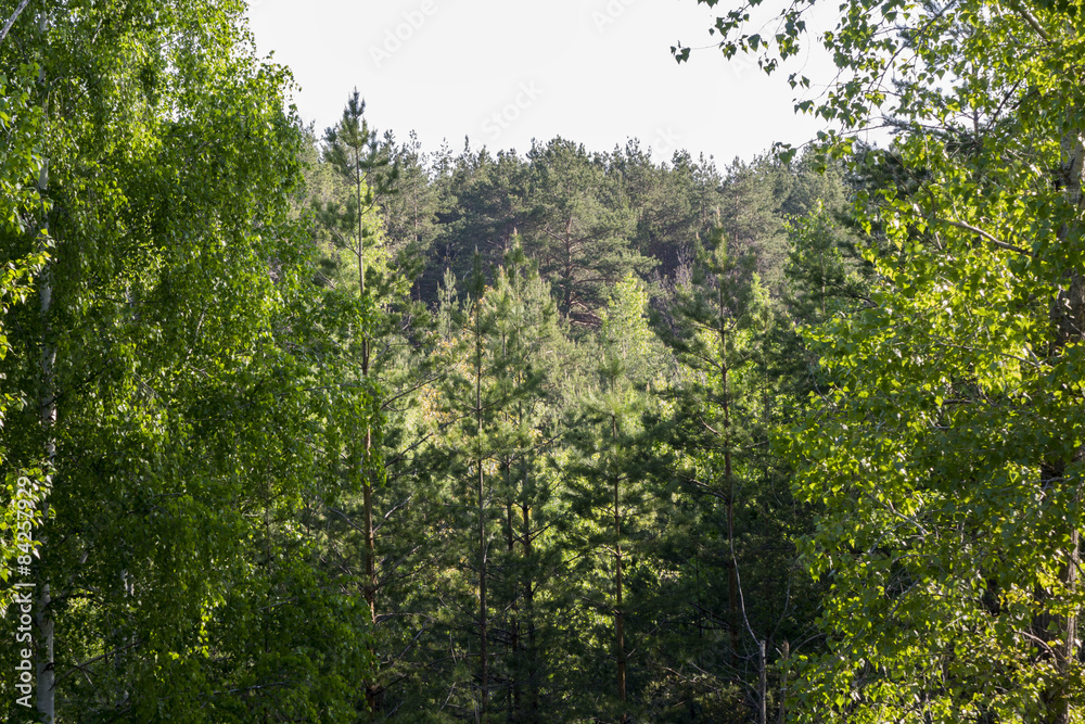 Fototapeta premium Summer forest. Morning.