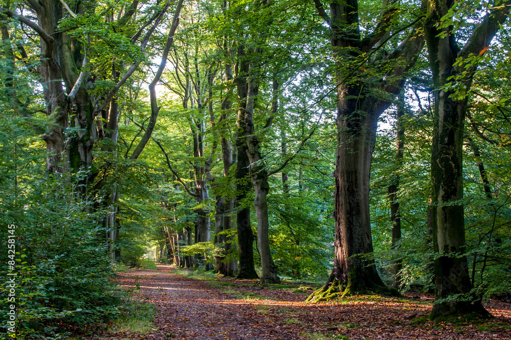 Obraz premium Nice quiet path in the forest with beech trees