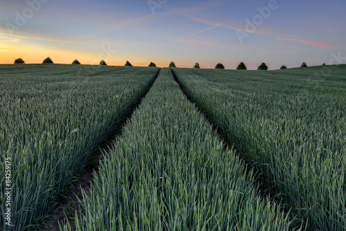 Young plants of grain crops in the field with  photo