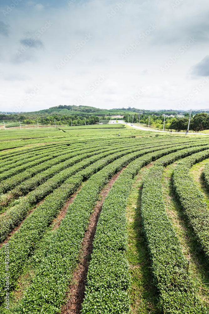 Tea farm, Chiang Rai Thailand