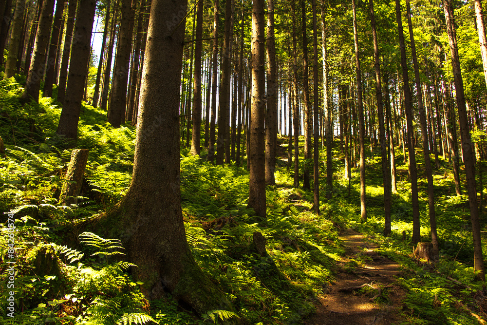 Obraz premium Waldlandschaft