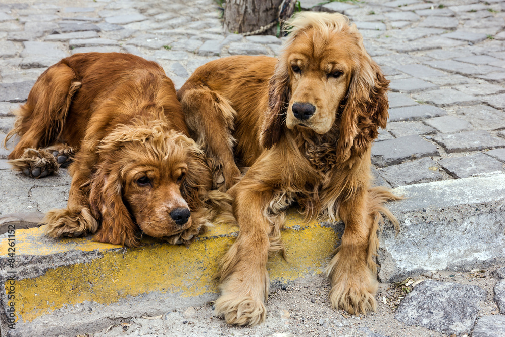 redhead Spaniel dog laying in the street redhead Spaniel dog laying in the street