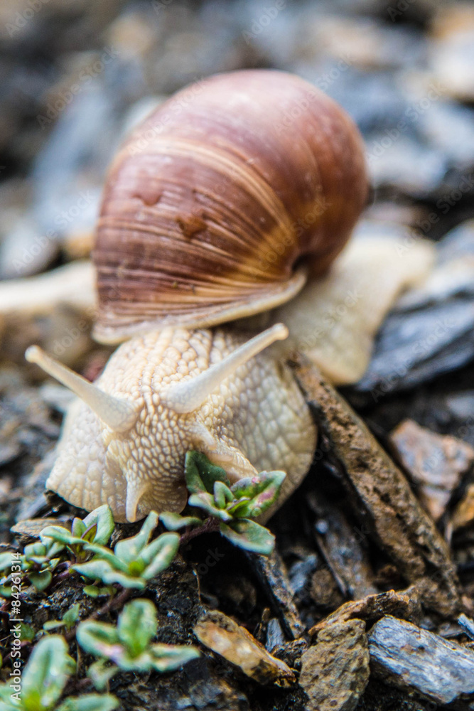 Weinbergschnecke