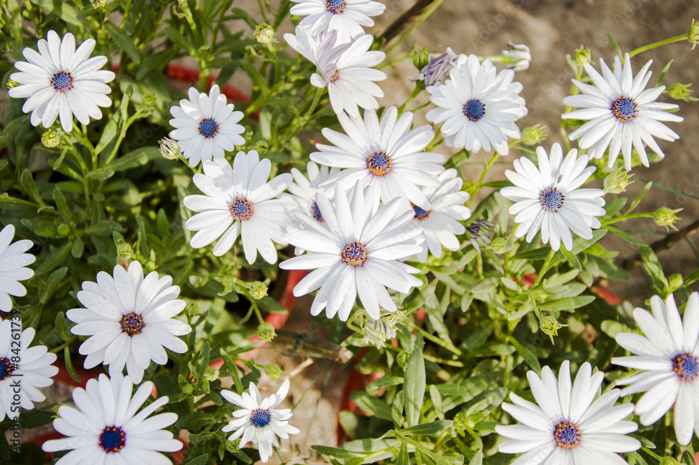 Fototapeta premium White daisy flowers