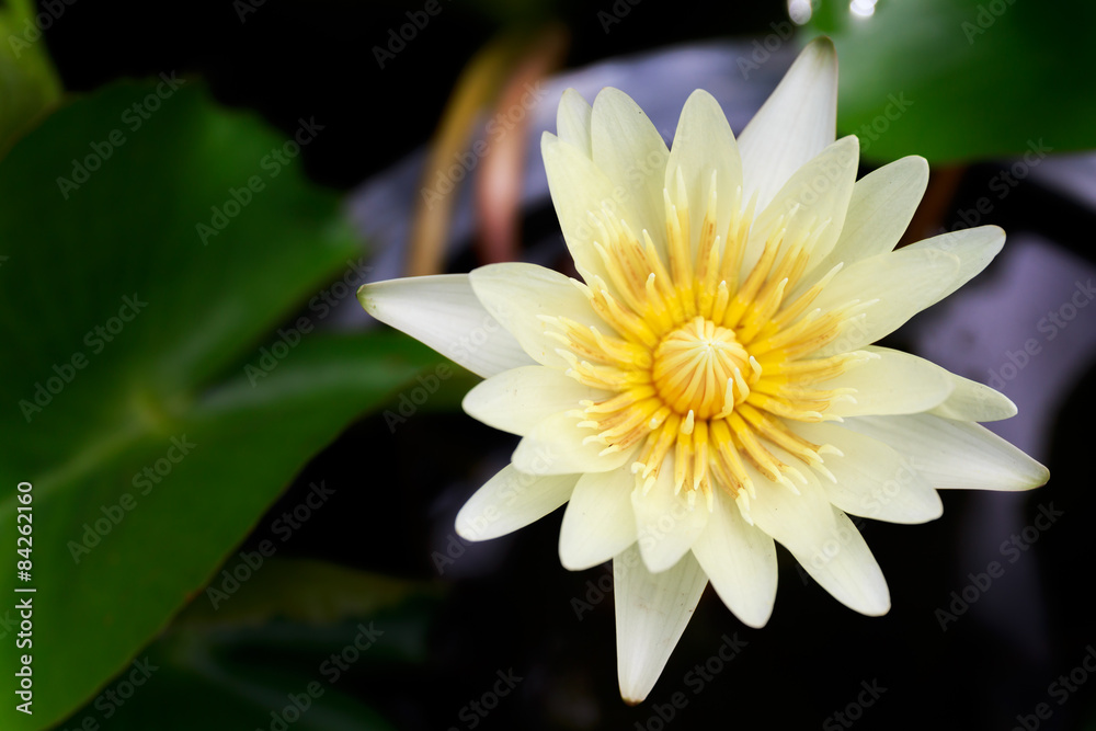 Lotus flower in the lake