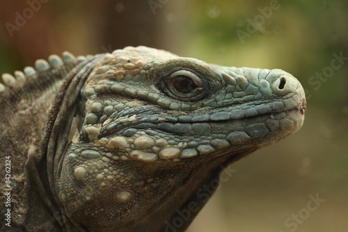 Blue iguana  Cyclura lewisi 