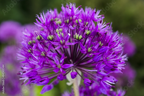 Beautiful purple flower with sharp leaves on a green background