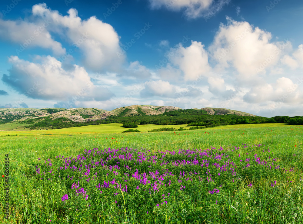Field with flowers in mountain valley