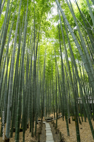 Bamboo Forest of Houkokuji                    in Kamakura  Japan