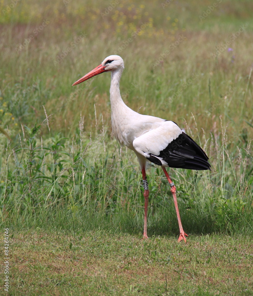 Fototapeta premium Cigogne