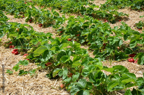 Wallpaper Mural Erdbeerenfeld Torontodigital.ca