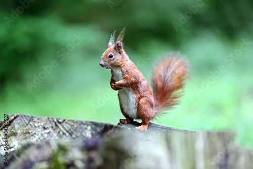 Squirrel © kyslynskyy