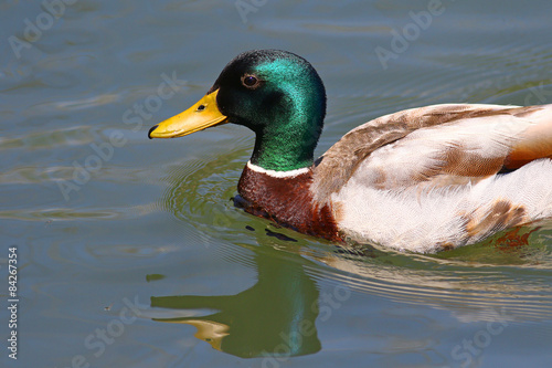 Male mallard reflected in water