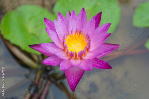 Lotus flower in the pond