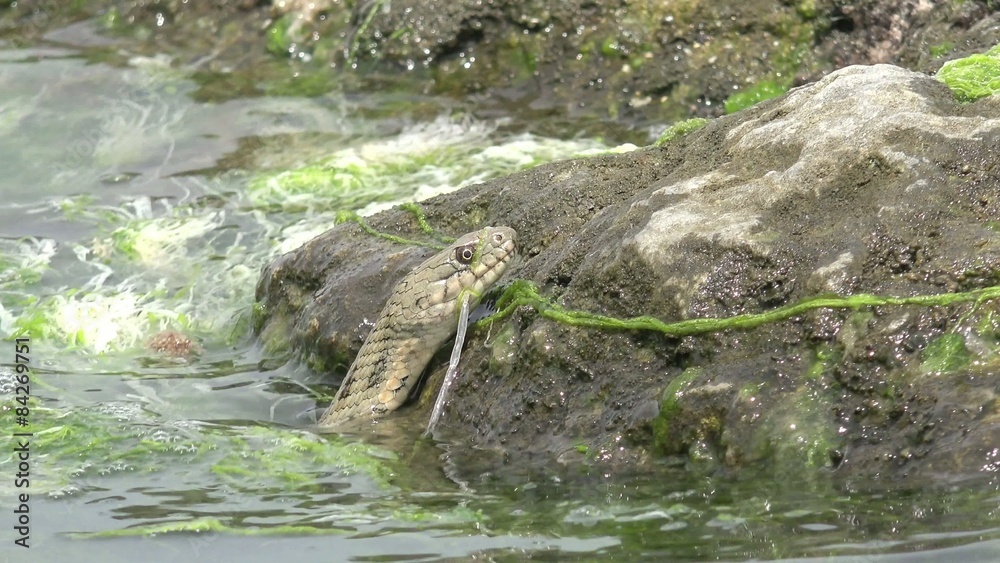 Snake River Natrix reptile head swallowed river goby fish Snake River Natrix reptile head swallowed river goby fish