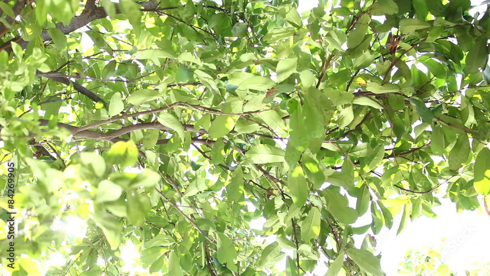 green leaves under sun shine background green leaves under sun shine background