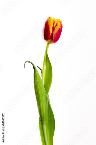 Fototapeta Naklejka Na Ścianę i Meble -  yellow tulips on a white background