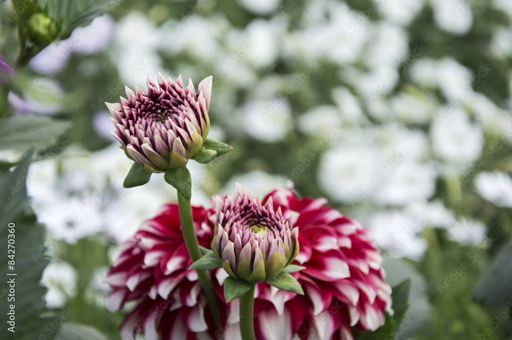 Shaded dahlia buds and flower Shaded dahlia buds and flower