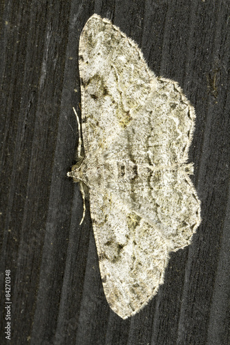 Noctuidae sp. in natural habitat photo