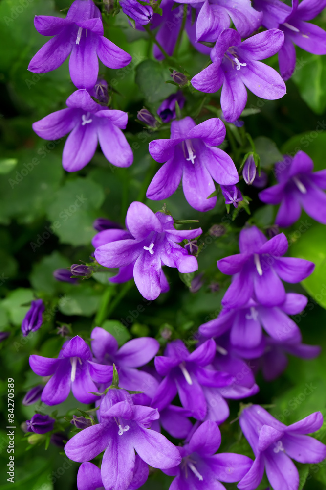 campanula