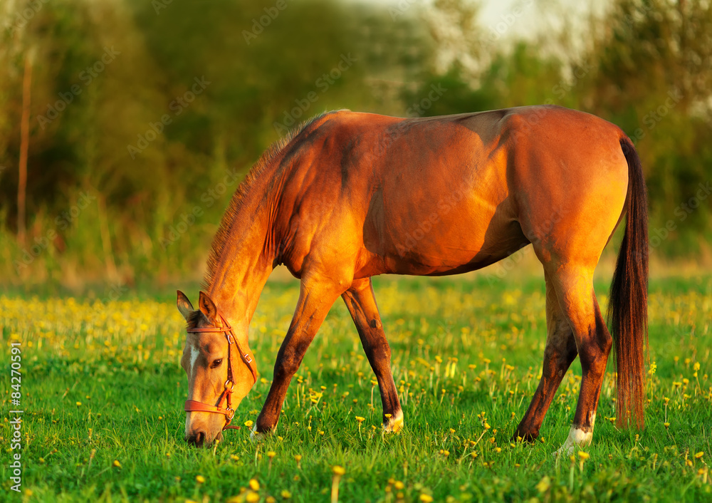 Fototapeta premium Лошадь пасется на лугу