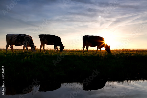 cows by river at sunset