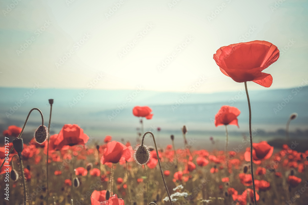 Obraz premium wild poppy flower