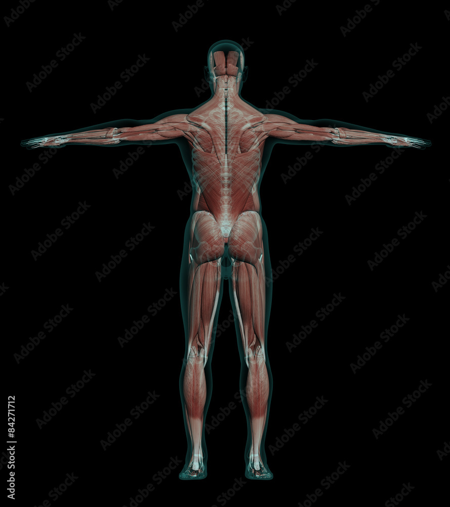 human male anatomy with muscles and skeleton, back view human male anatomy with muscles and skeleton, back view