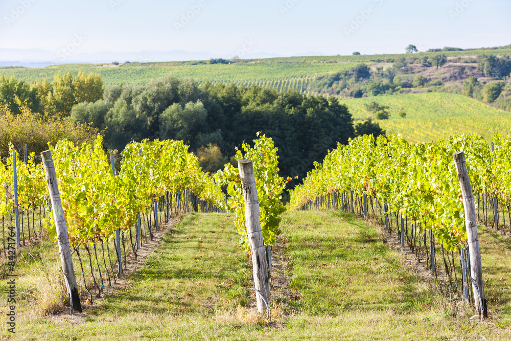 vineyard near Hnanice, Southern Moravia, Czech Republic