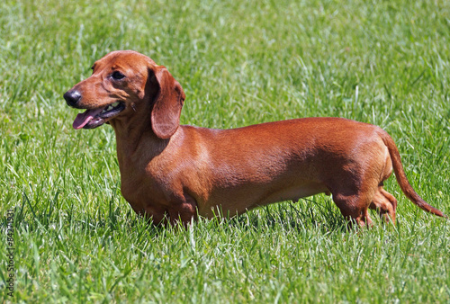 Red smooth-haired dachshund on green grass   