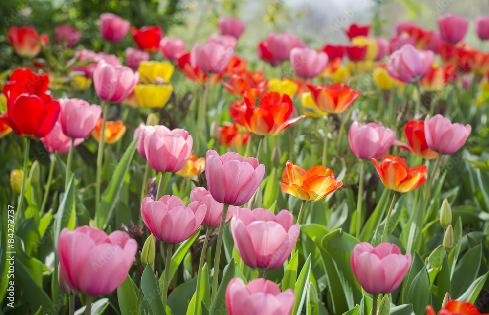 tulips of different colors in the garden