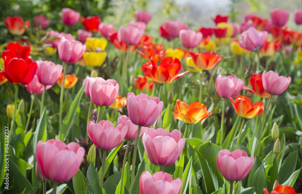 tulips of different colors in the garden tulips of different colors in the garden