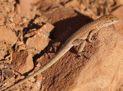 Plateau Side-blotched Lizard (Uta stansburiana uniformis), Adult. Plateau Side-blotched Lizard camouflaged on a rock. Buckskin Gulch Canyon, Kane County, Utah, USA.
