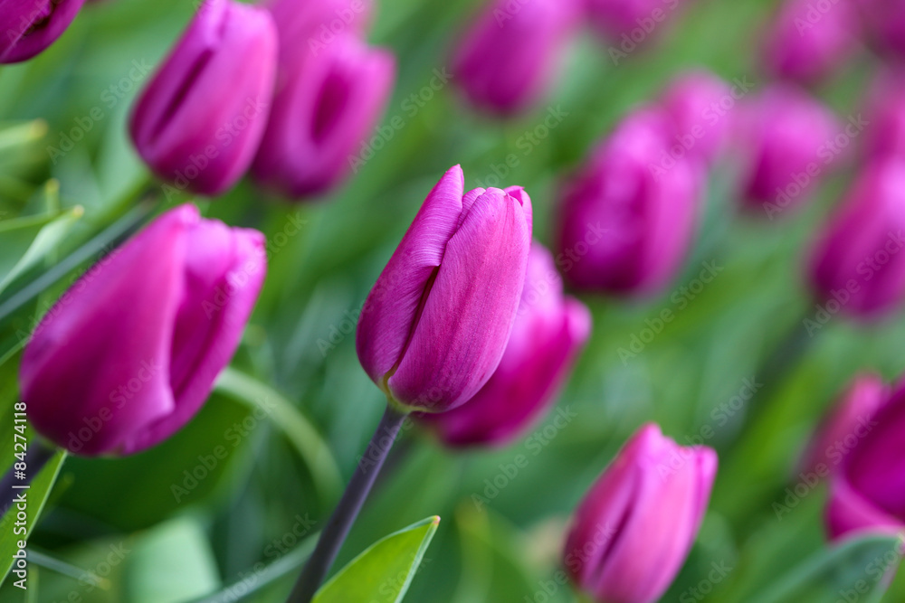 tulipes magic lavend